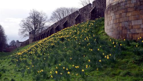 The Walls have Daffodils. York. England.