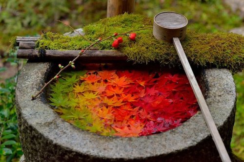 Chozubachi(washbasin) beautifully ornated with gradientmaple leaves, shot by chacha_nene_jp
