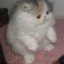 phantom-reblogs