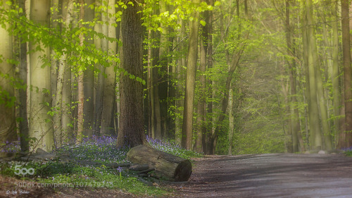 random-photos-x:  Walking in the Woodlands by mozzie. (http://ift.tt/1QebxFc)