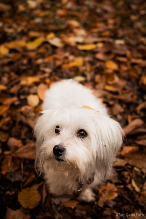 Coton de Tuléar au milieu des feuilles d'automne.(Novembre 2021).A Julie…© Quentin Douchet.