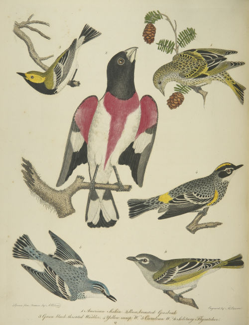 Selections from American ornithology v.02, 1810. 