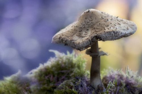 blooms-and-shrooms:Parasol mushroom by SarahharaS1
