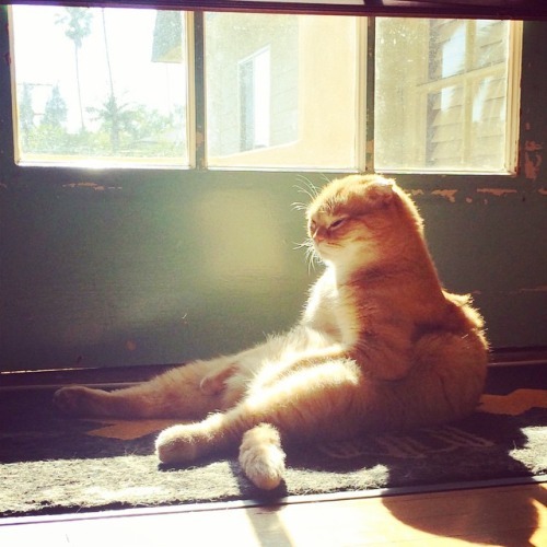 catsbeaversandducks:   ”I’ll just sit here and wait for dinner, okay?” Photos by ©Shrampton 