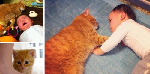 Best Friends Furever: Cat and his human pal When Nonki the Scottish Fold kitty was welcomed in his h