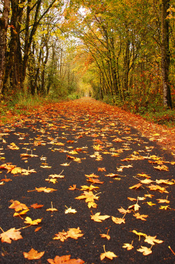 etherealvistas:  Leafy trail (USA) by Just