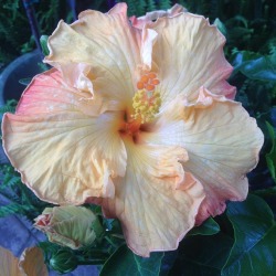 andantegrazioso:  Rainbow hibiscus |  greenenvyalbany