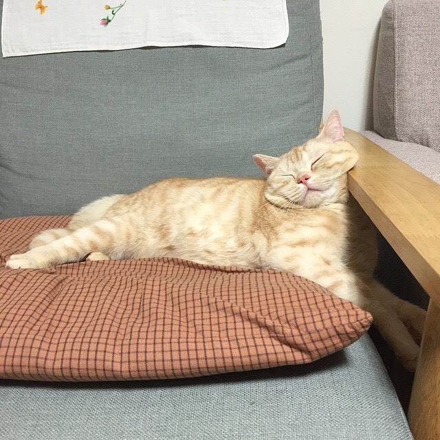1amgirl: dooboo_cat