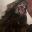 simmecat