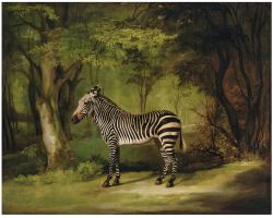 fortheloveofsantalucia:  A zebra by George