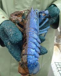 sixpenceee:  Here’s an interesting fact:  One out of every 50-100 million lobsters are split colored. The colors usually range from one side being black to the other being orange, red or blue. Many times split-colored lobsters become hermaphrodites,