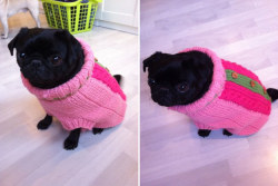 walkinthepug:  tiny pug tiny tee 