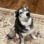 just-a-little-dog