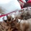 thecatsandthecrone