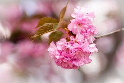 drxgonfly:Pink Blossom 2 (by Rossy Garcia)