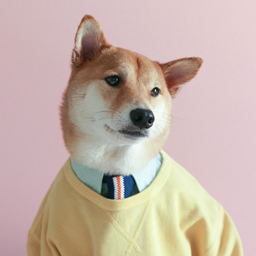 mensweardog:Good Boy.