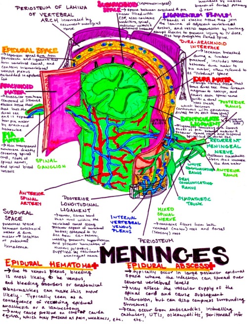 Meninges break downdownload all of my med school and anatomy study guides here!