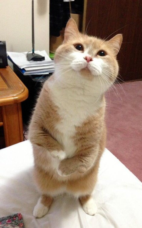 Cat butler: “My lady, follow me this way please”