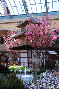 lasvegas:  Bellagio Las Vegas’ Conservatory &amp; Botanical GardensThis year’s spring incarnation is inspired by the tranquility of traditional Japanese garden displays.
