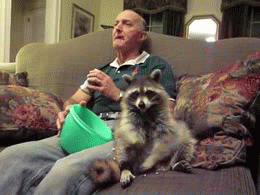 reblogable-memes: Raccoon gifs