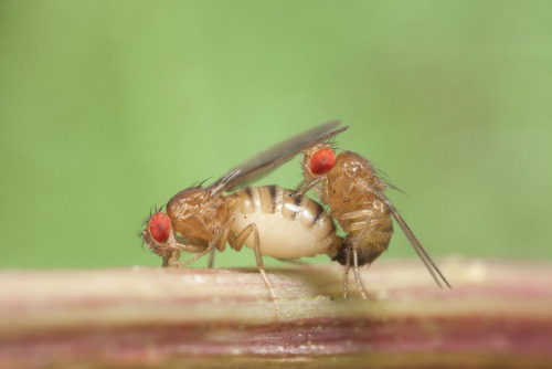 With optogenetics, scientists created male fruit flies that ejaculate on command under red light. Tu