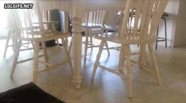 catsdogsblog:  More GIFs: http://catsdogsblog.tumblr.com