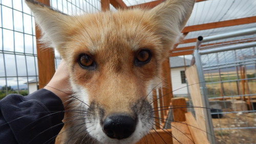 The many facial expressions of vulpes vulpes; foxes show their love and affection in many ways, thei