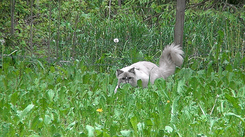isriana:Some gifs of Nemo’s outdoor adventures :)