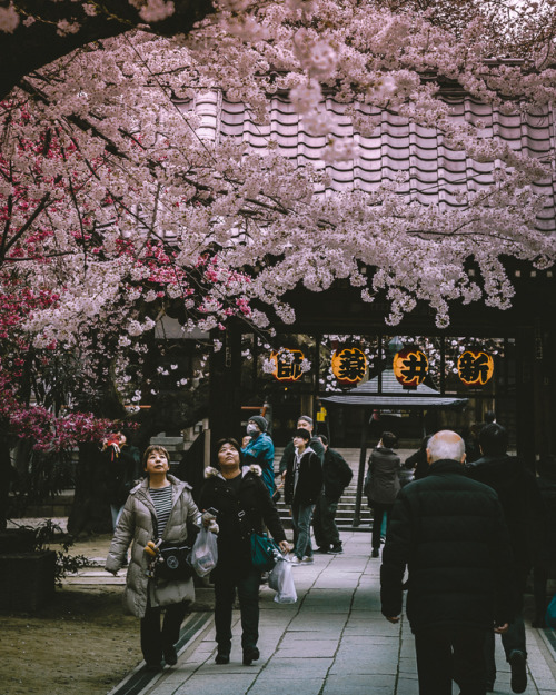 Sakura tunnel More than 300 cherry trees are lined along the Nakano Street 2 km from Nakano Station 