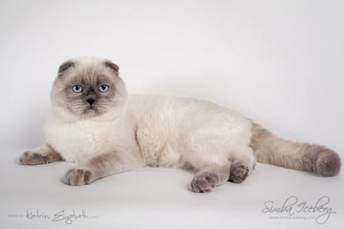 Our dear Simba Iceberg Grant has become a handsome man! ❤ Have you ever seen so cute Scottish Fold b