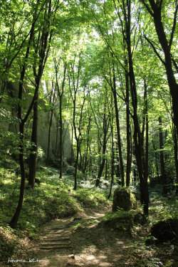 isawatree:  trail through summer by Bakanika