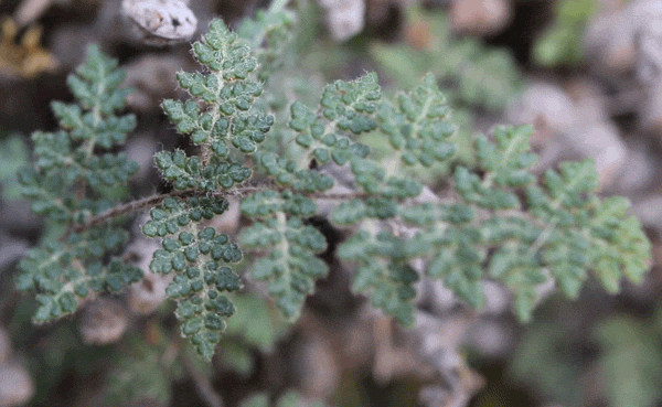 Kind Leaves in Soft Breezesgifs by riverwindphotography, summer 2017