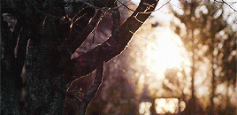 isak-valterson:skam + nature