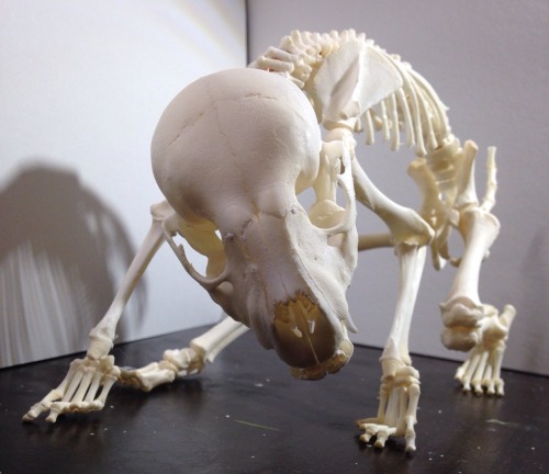 topaz4girl: A small alien skeleton (actually a juvenile raccoon) I finished articulating! Their shor