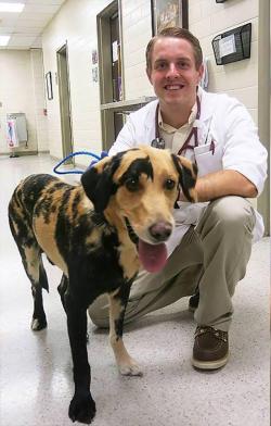 kineticpenguin:  awwwwwwwsocute: This good boy is a chimera, which is an animal that is genetically two animals, in this case he’s a yellow and black lab. This means he is twice the good boy. (Not my picture, found on Facebook) this is by far the least