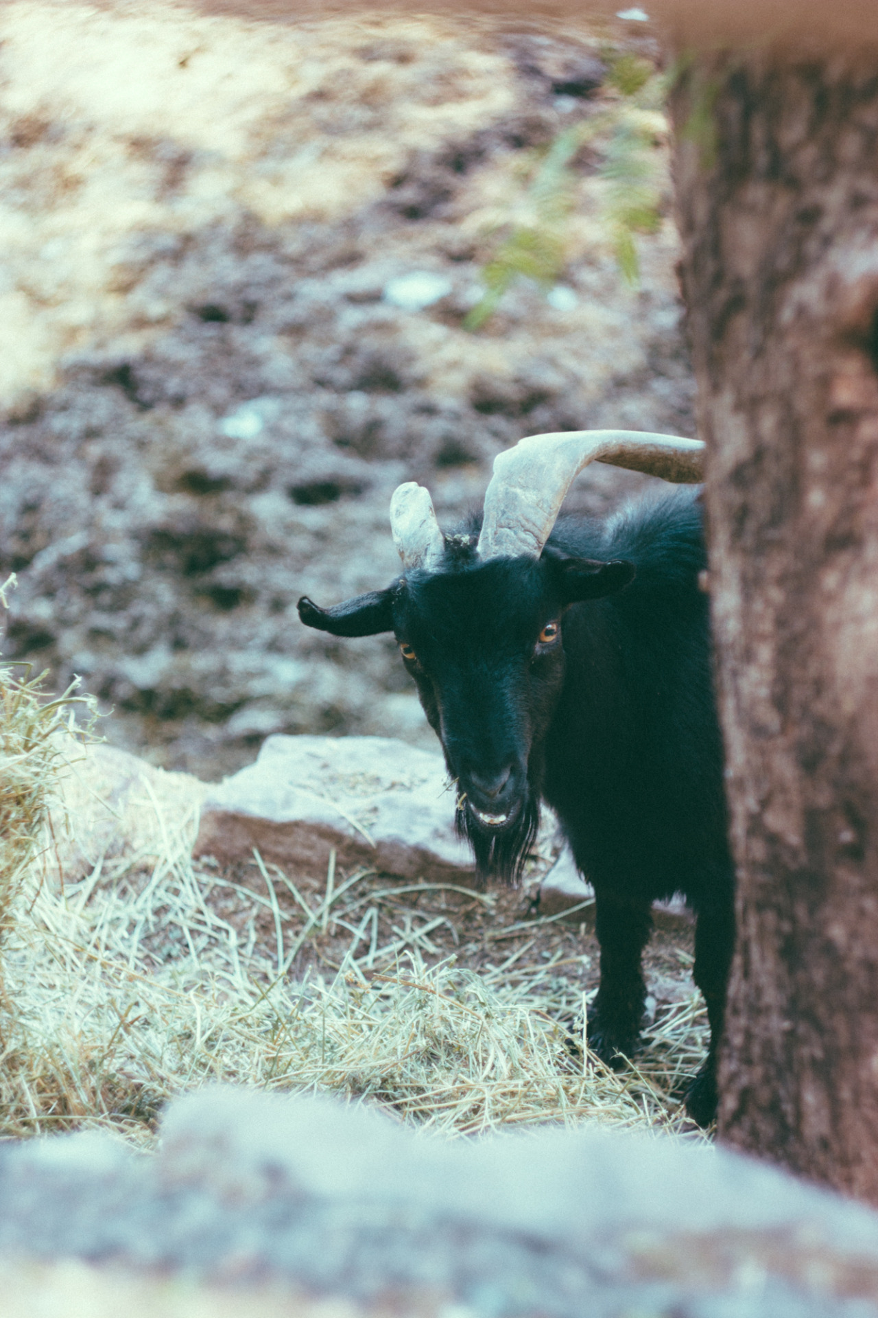I wish I had a Black Phillip of my very own&hellip;٩(♡ε♡ )۶
