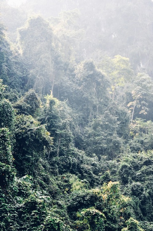 lisa-smit:  Mountain forest (Laos), 2015©2015 Lisa Smit Portfolio | Blog | Etsy | Instagram | Flickr