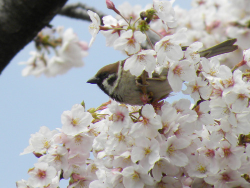 Eurasian Tree Sparrow (Passer montanus) >>by maisuke* (1|2)