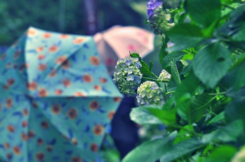 ”Umbrella and hydrangea”