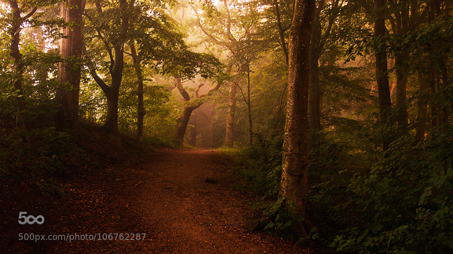 random-photos-x:  My favorite Path. by LeifLndal. (http://ift.tt/1GBlb2X)