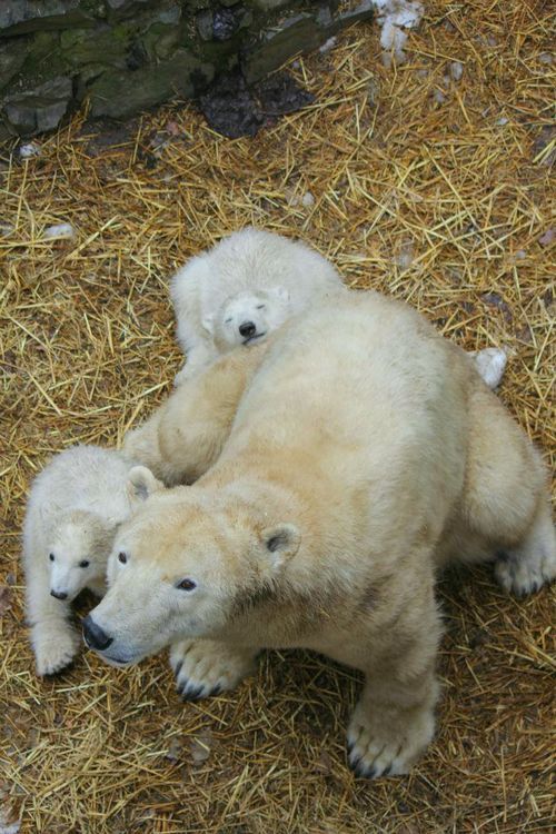 magicalnaturetour: Zoo Born Polar Bears Get Their First Check Up ~ Photo Credit: Zooborns