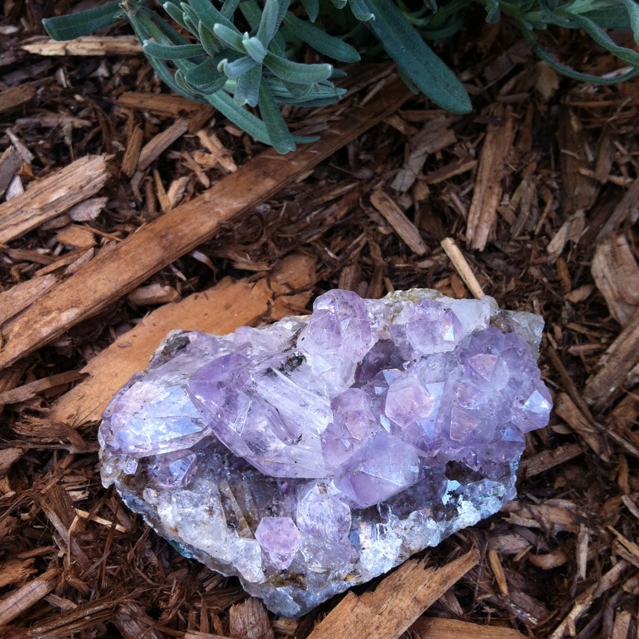 lani-bell:  New amethyst cluster 