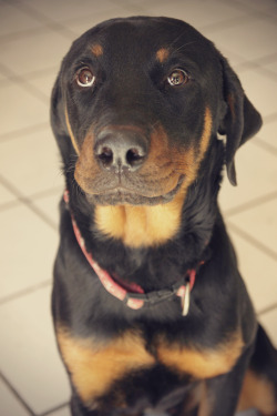 handsomedogs:  Sandor. I love this boy. 