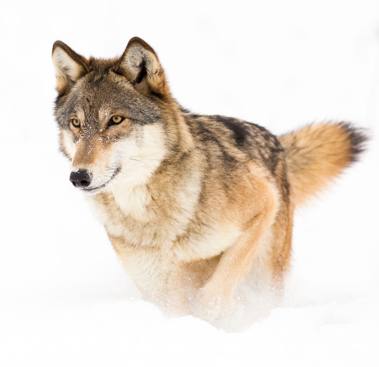 beautiful-wildlife:  Wolf in snow by Michelle Lalancette