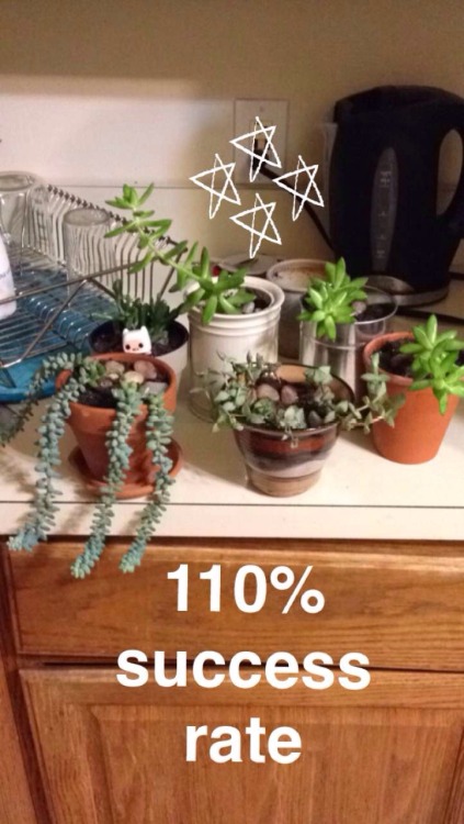 I repotted some of my succulents. Hopefully they&rsquo;re happier in their new homes, especially