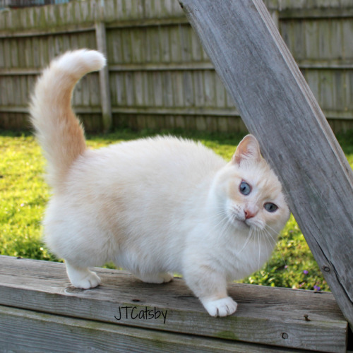 Monday’s got me like…. I need some #MondayMotivation !!! #JTCatsby#MunchkinCrushMonday