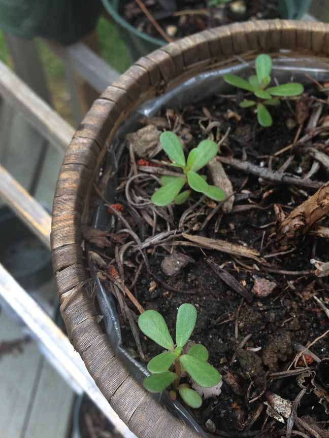Oh yeah! Happy surprise! Some purslane seeds blew into my rosemary pot. For once I don’t have to transplant them from some gross street side, then wait for one entire growth cycle before I feel comfortable eating it.
While regarded as a WEED in the...