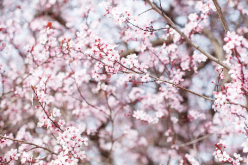 XXX floralls:Cherry blossoms in Paris (by Paris photo