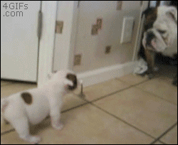 awwww-cute:  Aww! I am the boss 