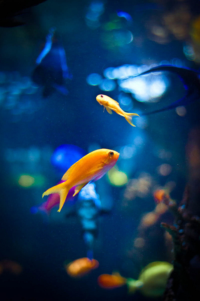 oceanographic:  here fishy, fishy, fishy.. (by Tiny Leaf Designs) 